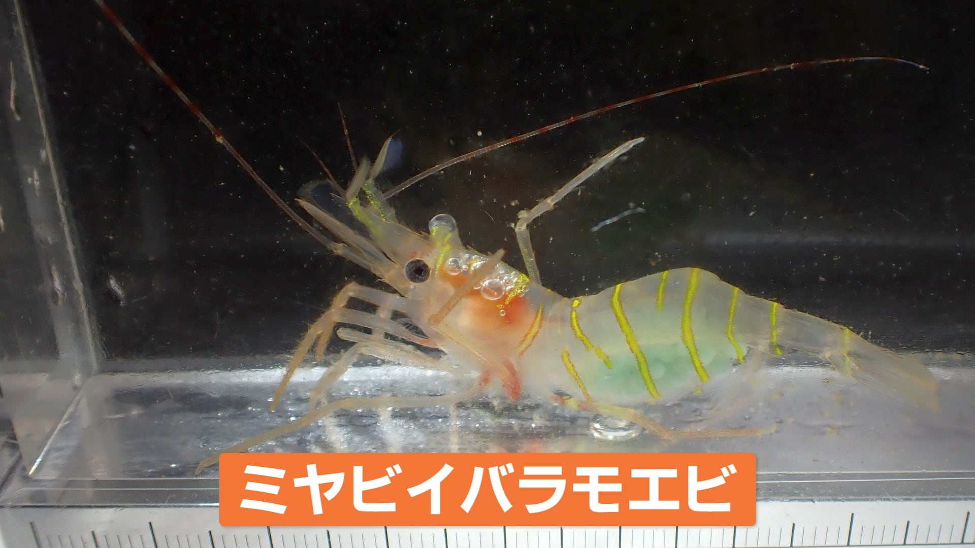 新種の深海エビ採取・雅な姿から「ミヤビイバラモエビ」能登半島の内浦