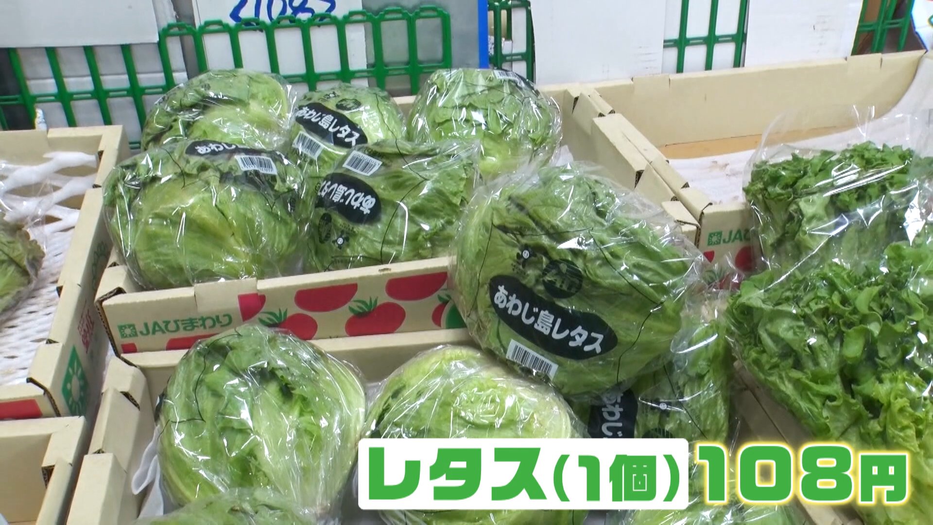 レタス1個108円！葉物野菜が安い！注目の小松菜は1袋86円…生産者直伝の