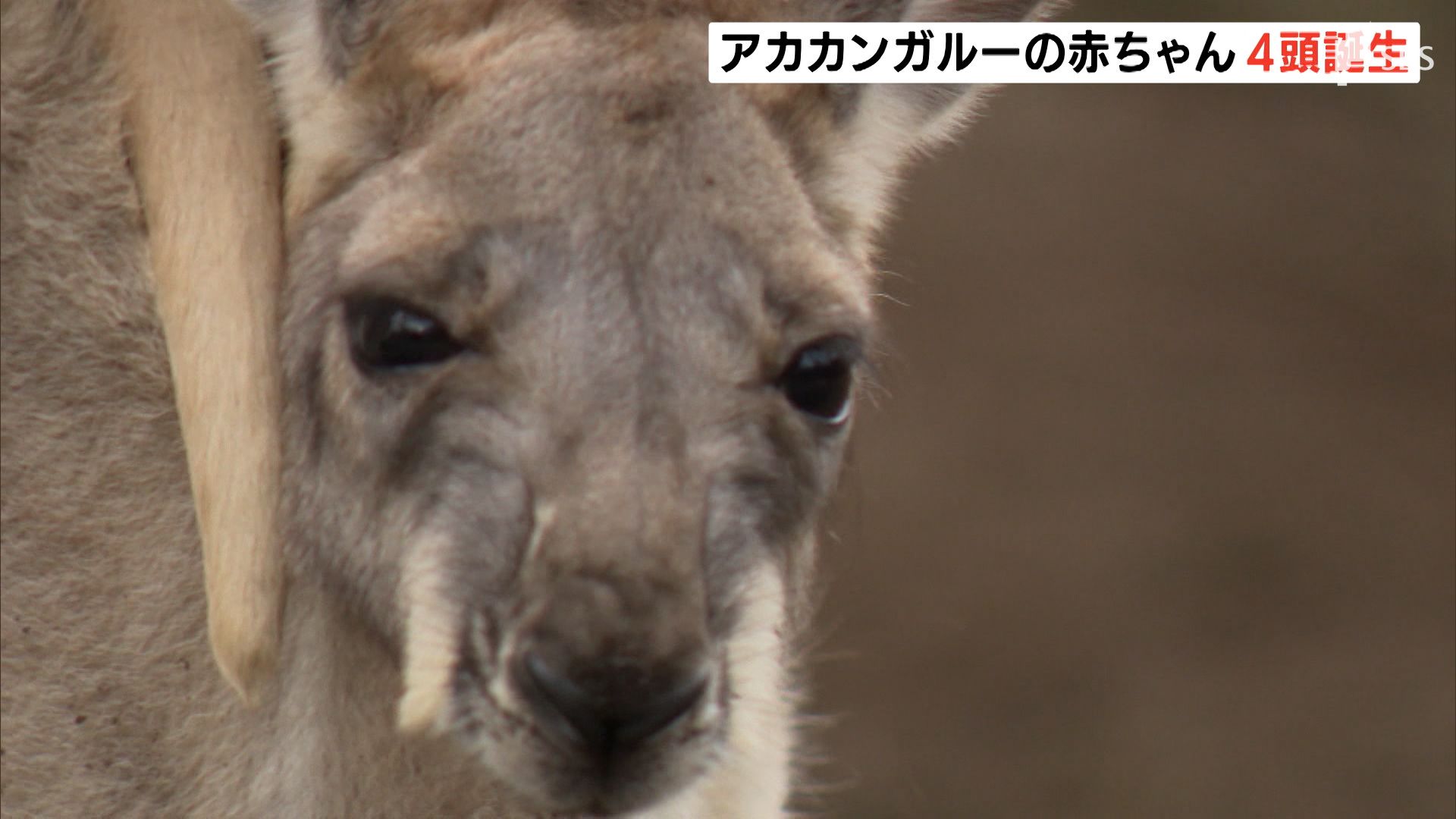 お母さんのお腹の袋から ひょっこり姿 にキュンです カンガルーの赤ちゃんが次々誕生ー静岡 富士サファリパーク Sbs News 静岡放送 静岡県内ニュース 天気