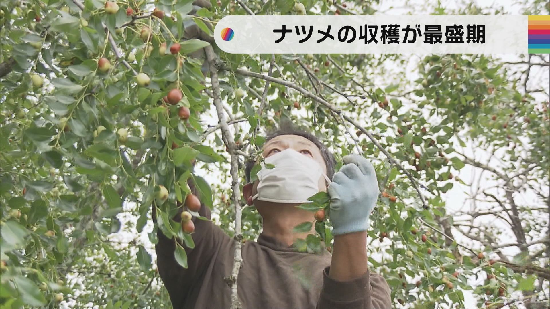 中国原産のナツメ 岐阜 高山市で収穫が最盛期に Tbs News Dig 1ページ