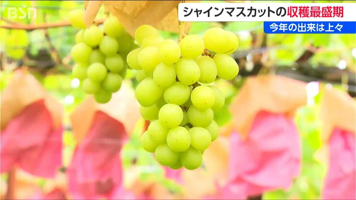 シャインマスカット収穫最盛期 価格は2房 約3,000円 出来は良好で炭酸