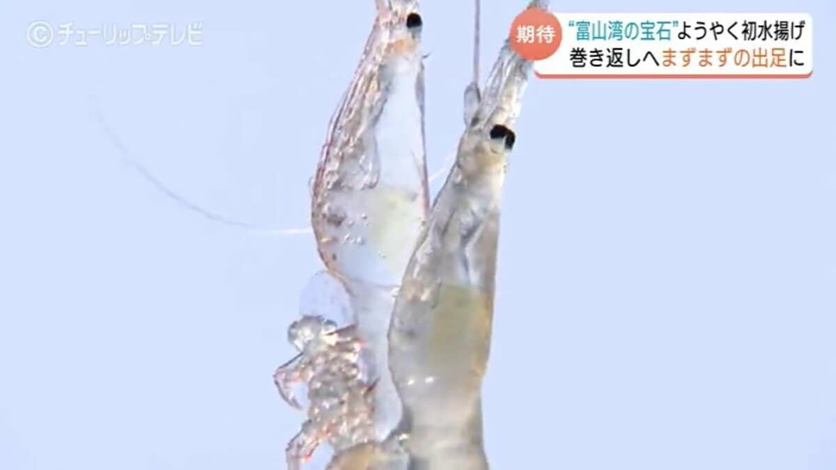 富山湾の宝石”シロエビようやく初水揚げ 悪天候で2日連続の休漁 初日は