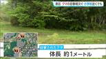 仙台・泉区で相次いでクマ目撃　小学校では児童の登校に保護者が付き添う|TBS NEWS DIG