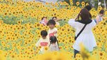 「元気に咲いている姿に夏の暑さも吹き飛ぶ」ヒマワリ4万本咲き誇る=浜名湖ガーデンパーク|TBS NEWS DIG