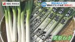 1箱50円から人気ブランドへ! 雲仙市国見町「栗原ねぎ」|TBS NEWS DIG