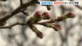 新潟でも桜がそろそろ開花…? 2日は各地で雨も 最高気温は14~15℃予想|TBS NEWS DIG