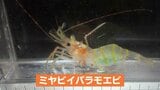 新種の深海エビ採取・雅な姿から「ミヤビイバラモエビ」能登半島の内浦海域で初|TBS NEWS DIG