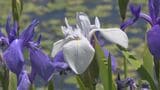 悲しい伝説が残る姫逃池　カキツバタの花が見ごろに　島根県大田市の三瓶山北の原　|　BSSニュース | BSS山陰放送