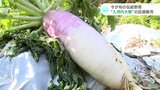 伝統野菜「入河内大根」を生産者が店頭で直接販売 | 高知のニュース・天気|KUTV NEWS | KUTVテレビ高知
