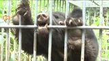 「冬眠前に人里に出没する可能性が…」子グマが多くブナの実“凶作”か えさ求めるクマに注意 新潟県|TBS NEWS DIG