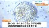 損傷した細胞を修復する機能 「Muse細胞」 東北大学研究チームが開発権利をイギリス資本の会社に譲渡 | 宮城のニュース│tbc NEWS│tbc東北放送
