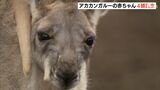 お母さんのお腹の袋から“ひょっこり姿”にキュンです カンガルーの赤ちゃんが次々誕生ー静岡・富士サファリパーク|TBS NEWS DIG