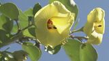 夏の花「ハマボウ」見頃 川沿い約1.5キロに500本ほど自生 護岸工事などの影響で年々減少 県の絶滅危惧種 三重・紀北町の萩原川 | 名古屋・愛知・岐阜・三重のニュース【CBC news】 | CBC web