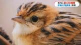 エナガ、シマノジコ、セッカ…愛らしい鹿児島の鳥が集結　野鳥の会写真展はじまる　|　鹿児島のニュース｜MBC NEWS｜南日本放送