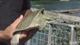 Link41 オキハムのすっぽん養殖 | 沖縄のニュース|RBC 琉球放送