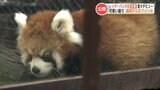 “レッサーパンダの赤ちゃん”『杏香』一般公開　「物怖じしない強い女の子になりそう！」　|　熊本のニュース｜RKK NEWS｜RKK熊本放送