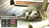 暑すぎて動物たちもバタンキュー… 雪国青森も連日暑い!4日連続で真夏日となる所も 熱中症に厳重な警戒を | 青森のニュース│ATV NEWS│青森テレビ