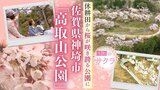 休耕田から桜が咲き誇る公園に　佐賀県神埼市「高取山公園」　|　福岡のニュース｜RKB NEWS｜RKB毎日放送
