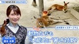 大人になって行く動物園には…“気づき”が沢山!動物たちも“本能的に”暑さ対策?【國本未華のお天気コラム】|TBS NEWS DIG
