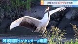 【独自】特別天然記念物「タンチョウ」が大阪府に飛来　夏の関西で見られるのは「非常に珍しい」専門家も驚き|TBS NEWS DIG