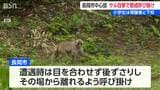 長岡市 中心市街地でサル目撃情報 小学生は保護者と下校 「遭遇したら目を合わせず静かに後ずさりして」 市と警察が警戒呼びかけ 新潟|TBS NEWS DIG