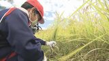 「コメ作りの大変さわかった」小学生が稲刈り体験 県ブランド米「福、笑い」福島 | 福島のニュース│TUF
