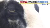 顔は“牛”で体は“羊”!?「六甲山牧場」にいる不思議な見た目の動物とは? 神戸・灘区|TBS NEWS DIG