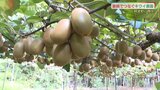 「両親が築いた阿武町のキウイを守りたい」“THE家族”でつなぎ、伝えるキウイ農園 山口|TBS NEWS DIG