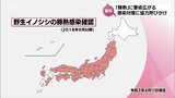 宮崎県内で初めて野生イノシシへの感染確認「豚熱」 専門家は人的要因を指摘 県などが感染対策への協力を呼びかけ | MRTニュース | MRT宮崎放送