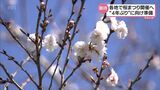 まもなくサクラの季節 宮崎県内各地で4年ぶりの「桜まつり」の準備進む|TBS NEWS DIG