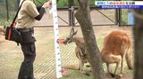 普段非公開の動物の身体測定を公開 盛岡市動物公園ZOOMO 新たな動物病院の整備もクラウドファンディングで呼びかけ|TBS NEWS DIG