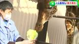 「恵方巻いろいろ」動物園では動物たちが丸かぶり「むしゃむしゃ」百貨店は約50種類3000本以上を用意【岡山】|TBS NEWS DIG
