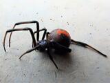 特定外来種生物「セアカゴケグモ」12匹確認 強い毒があり噛まれると痛みや腫れ…場合によっては吐き気・腹痛などの全身症状も 愛媛・新居浜 | 愛媛のニュース - Nスタえひめ|あいテレビは6チャンネル