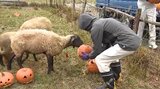 「うめぇって言っているかもしれないですね…」役目を終えたハロウィーンのカボチャをプレゼント、羊たちは一心不乱にムシャムシャ　|　SBC NEWS | 長野のニュース | SBC信越放送