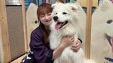 【 辻希美・長女 】希空「(大型犬)サモエドと豚さんのカフェ」「押し倒されちゃった」モフモフの渋滞にご満悦「念願すぎて幸せ」|TBS NEWS DIG