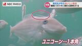 缶詰日本一を目指せ!長崎の高校生が ”ユニコーン魚” で おいしくて安い漁業資源をブランド化 | 長崎のニュース | 天気 | NBC長崎放送