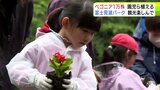 富士見湖パークに「ベゴニア」1万株　来園者のために園児など180人が植えつけ「きれいにそだって！」青森県鶴田町|TBS NEWS DIG