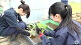 「農家はすごい」高校生たちが240本のメロンの苗を定植 目指すはおいしくて大きなメロンとメロン農家の後継者育成 | 青森のニュース│ATV NEWS│青森テレビ