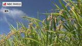今年の長崎県産米の予想収穫量は4万4800トン　去年を600トン上回る見通し（九州農政局発表）|TBS NEWS DIG