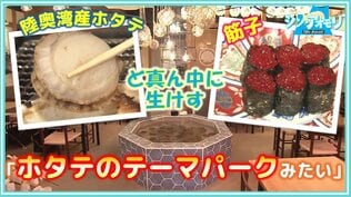 「“ホタテのテーマパーク”みたい」店のど真ん中に『生けす』提供直前にさばく「日本一のホタテ料理店を目指して」【わっち!!シン・アオモリ】青森市 | 青森のニュース│ATV NEWS│青森テレビ