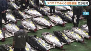 豊漁続くクロマグロ　漁獲枠話し合う国際会議開幕　前回、漁獲量増枠に反対のメキシコ「日本の主張に近い案支持する」実際に合意できるか…| TBS CROSS DIG with Bloomberg
