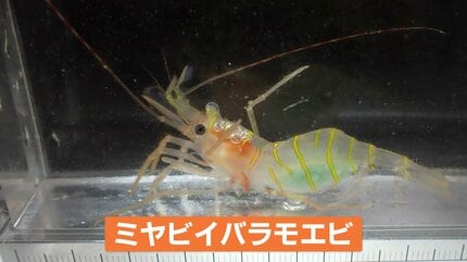 新種の深海エビ採取・雅な姿から「ミヤビイバラモエビ」能登半島の内浦