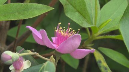 テンニンカ」淡いピンクの花が見頃 | 沖縄のニュース｜RBC 琉球放送 (1
