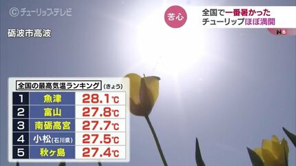 チューリップフェア開幕前なのに“ほぼ満開”…開花早まり現場は困惑 富山