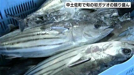 きょうから『かつお祭』 高知県中土佐町で旬の初ガツオの競り盛ん