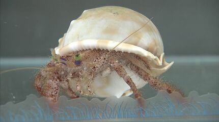 ずっと見ていられる」「かわいい」ヤドカリが水中で浮いて必死にもがく