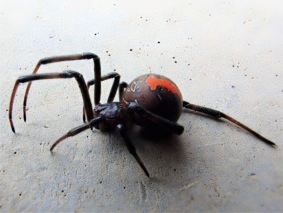特定外来種生物「セアカゴケグモ」12匹確認 強い毒があり噛まれると痛みや腫れ…場合によっては吐き気･腹痛などの全身症状も 愛媛・新居浜|TBS NEWS DIG