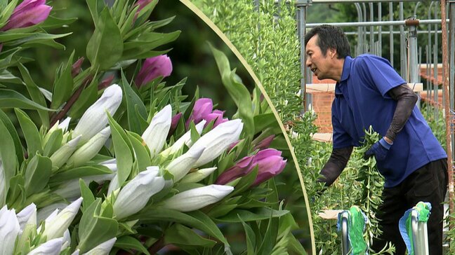 2025年に品種登録された2種類のリンドウが出荷の最盛期迎える どんな花?生産者のもとを訪ねてみました 岩手・一戸町 |TBS NEWS DIG