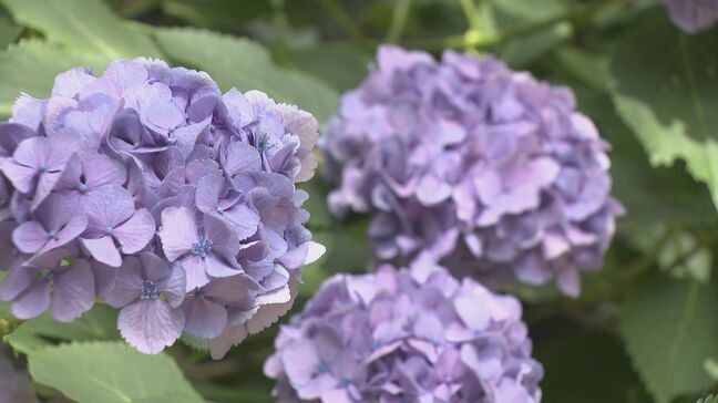 阿弥陀寺アジサイ満開「いろんな種類があっていい」「カメラの被写体として最高」　花言葉は“移り気”　山口・防府|TBS NEWS DIG