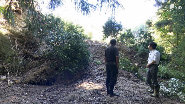「植えたミカンが戻らないのが切ない」終わりの見えない復旧作業 台風10号でミカン畑に甚大な被害 農家は一歩ずつ前へ=静岡県|TBS NEWS DIG